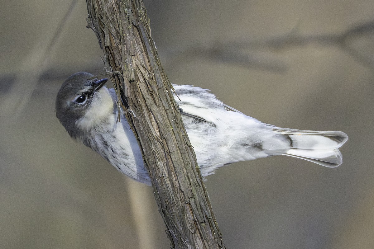 myrteparula - ML646923852