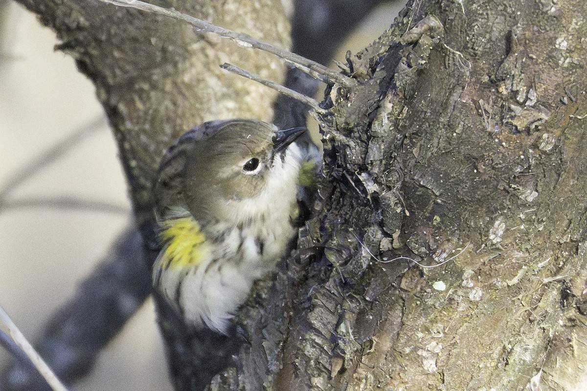 myrteparula - ML646923853