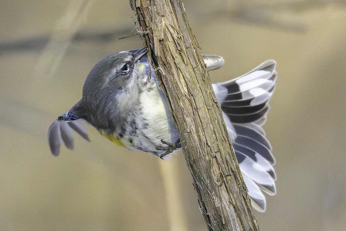 myrteparula - ML646923854