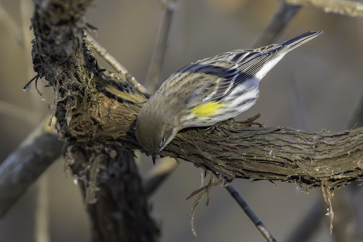 myrteparula - ML646923855