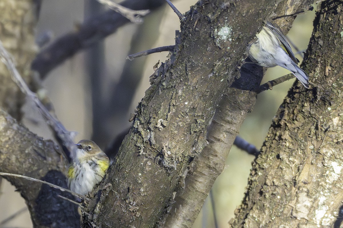 myrteparula - ML646923856