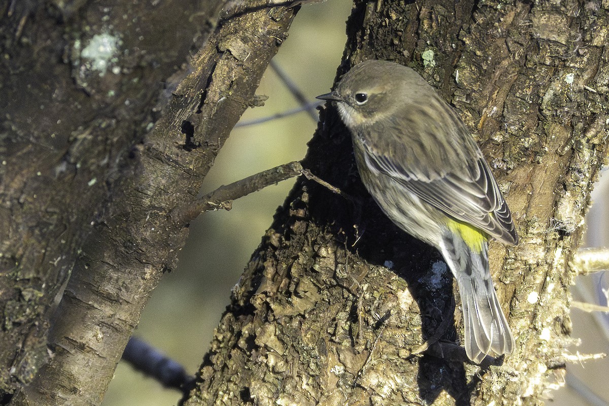 myrteparula - ML646923857