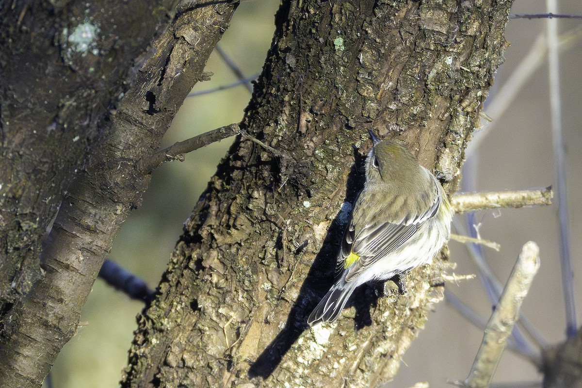 myrteparula - ML646923858