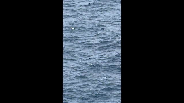 Piquero Enmascarado - ML646923862