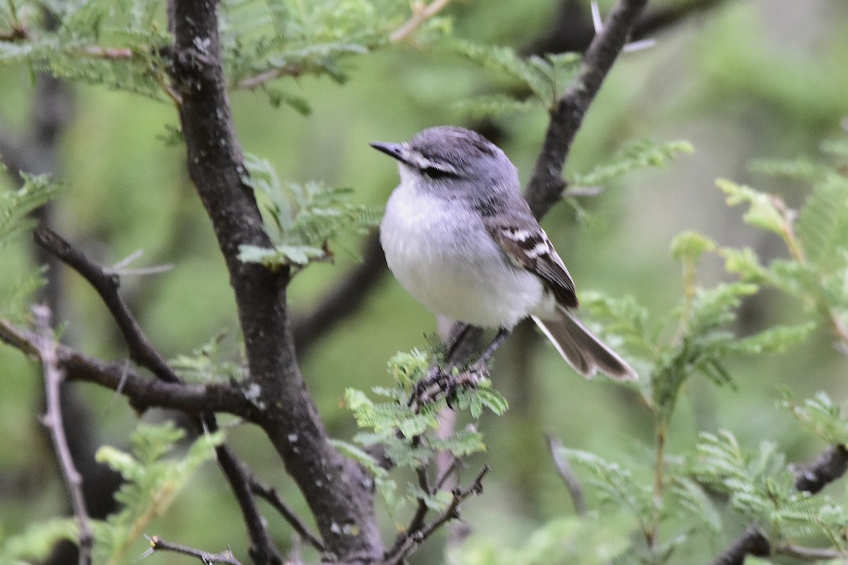 White-crested Tyrannulet (White-bellied) - ML646923865
