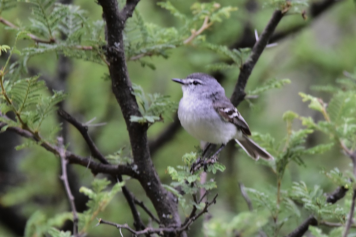 White-crested Tyrannulet (White-bellied) - ML646923867