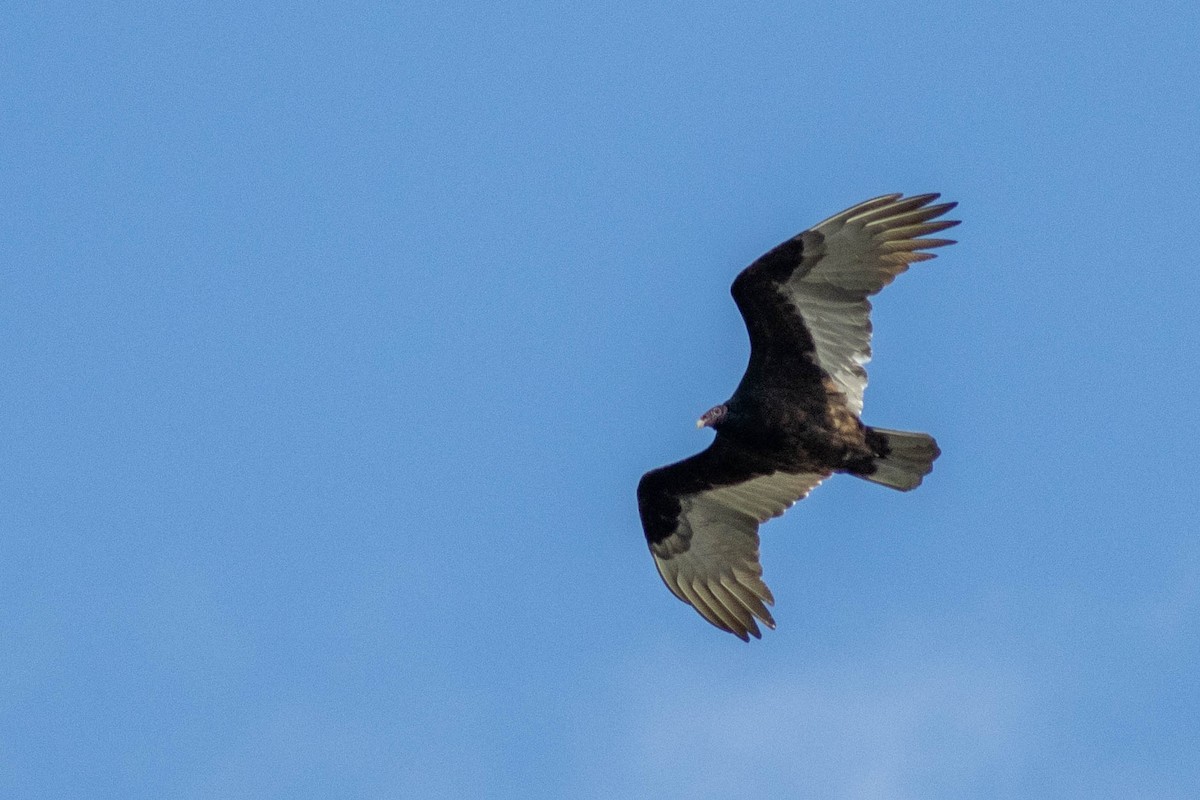 Turkey Vulture - ML646923868