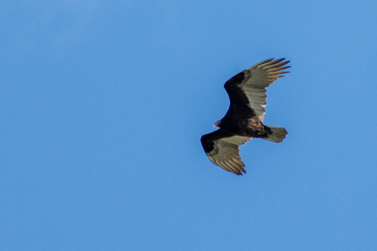 Turkey Vulture - ML646923869