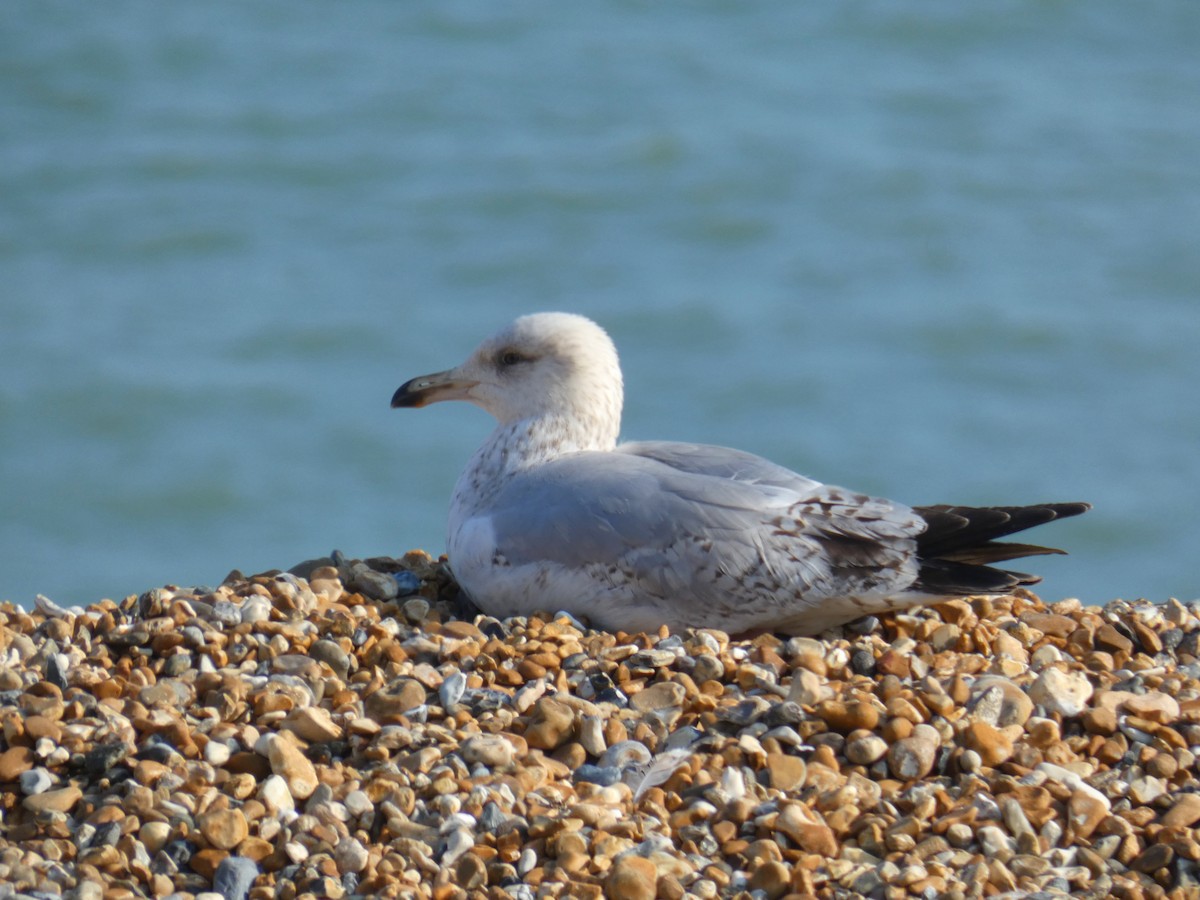 European Herring Gull - ML646923870