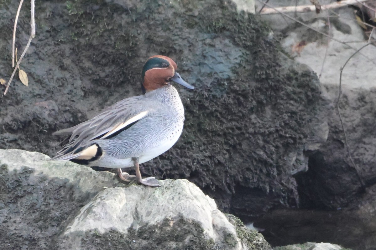 Green-winged Teal (Eurasian) - ML646923871