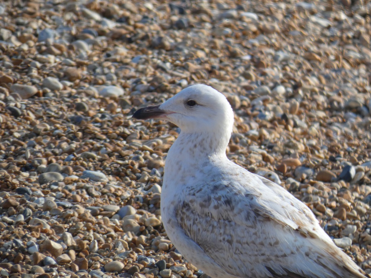 European Herring Gull - ML646923872