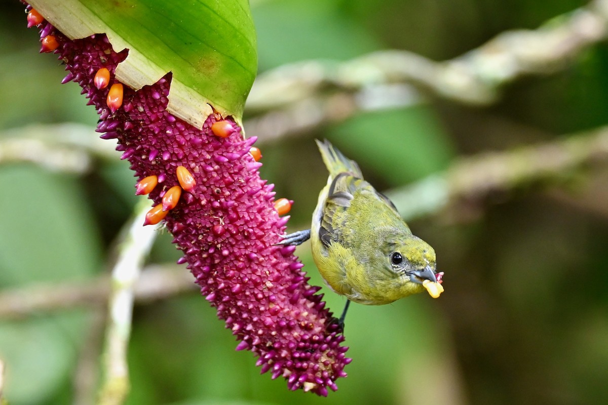 Thick-billed Euphonia - ML646923874