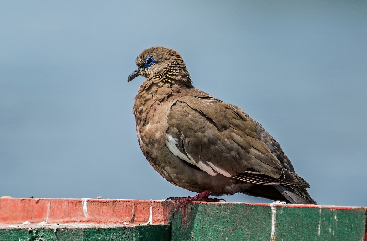 West Peruvian Dove - ML646923875