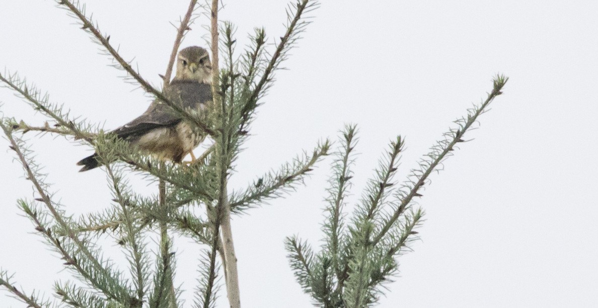 Merlin - ML646923879