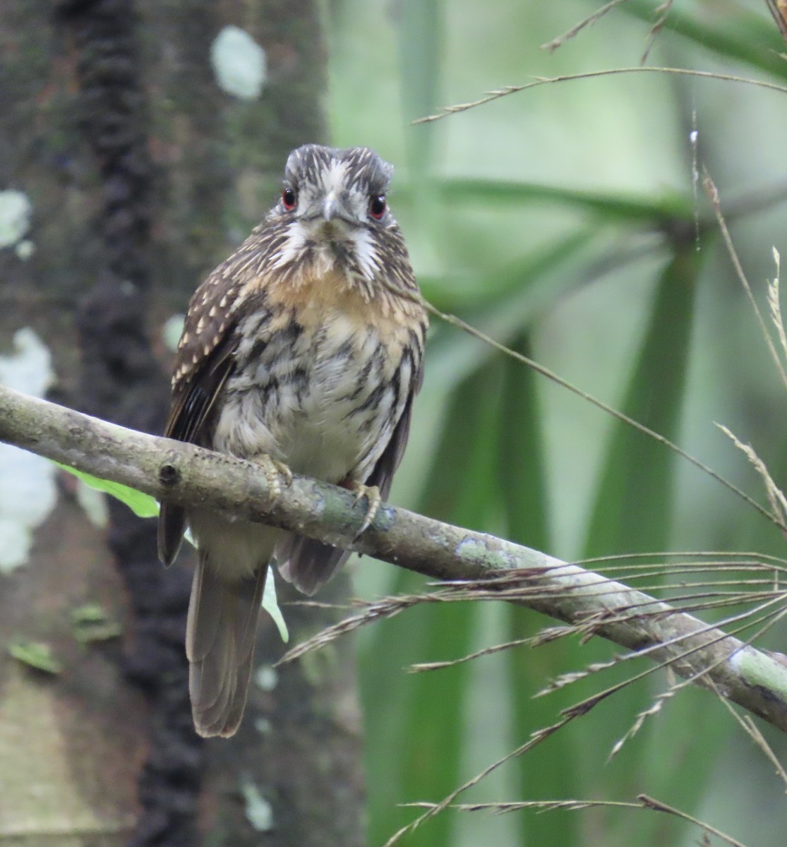 White-whiskered Puffbird - ML646923881