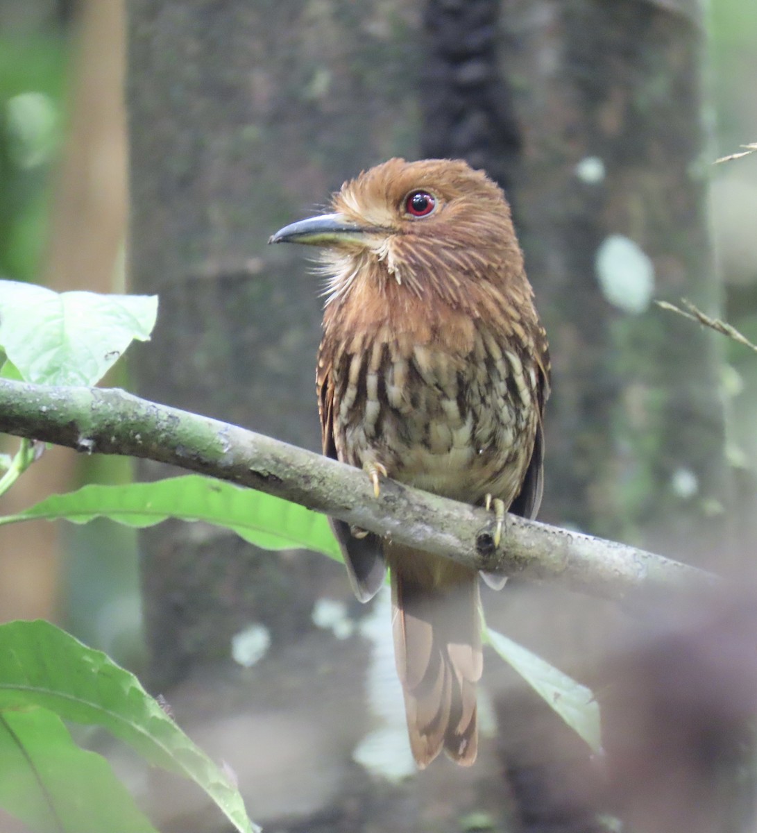 White-whiskered Puffbird - ML646923882