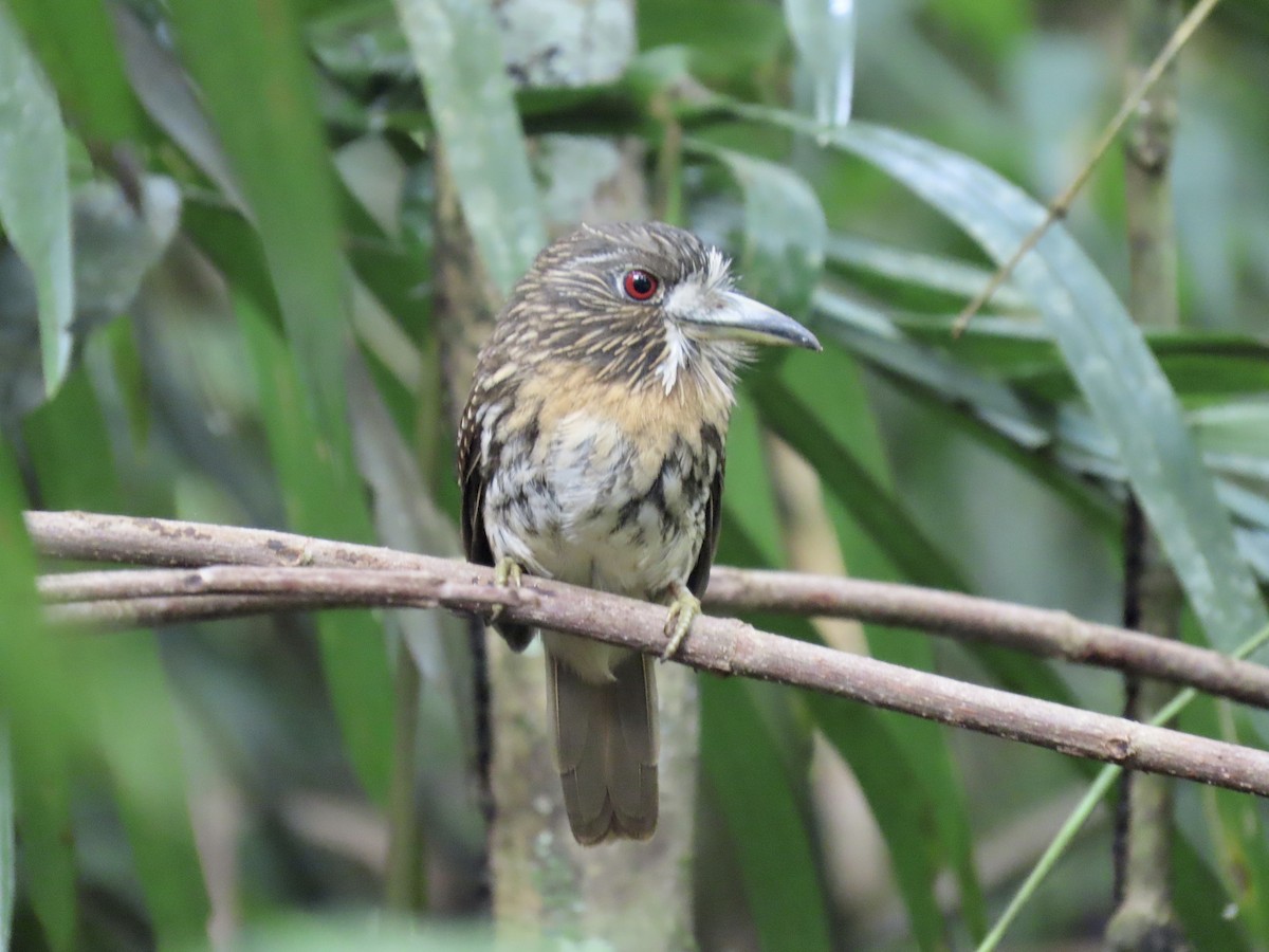 White-whiskered Puffbird - ML646923883