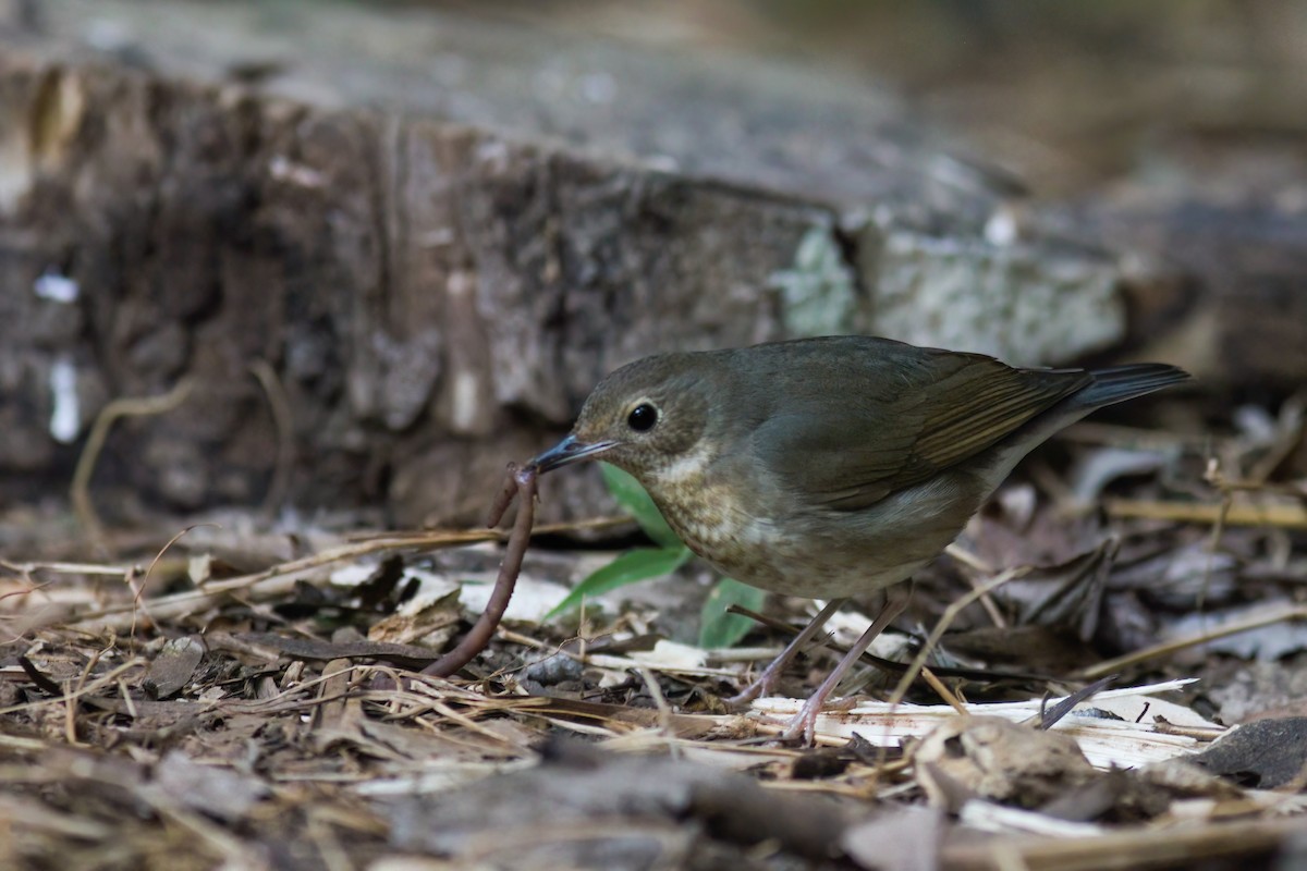 Siberian Blue Robin - ML646923884