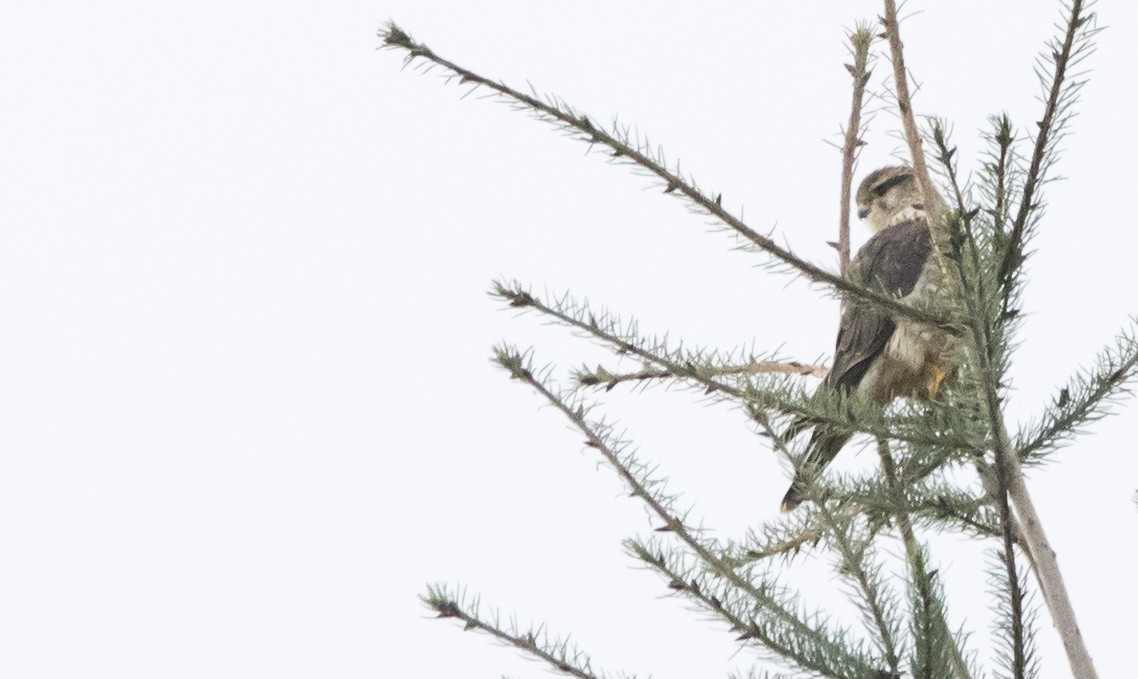 Merlin - ML646923885