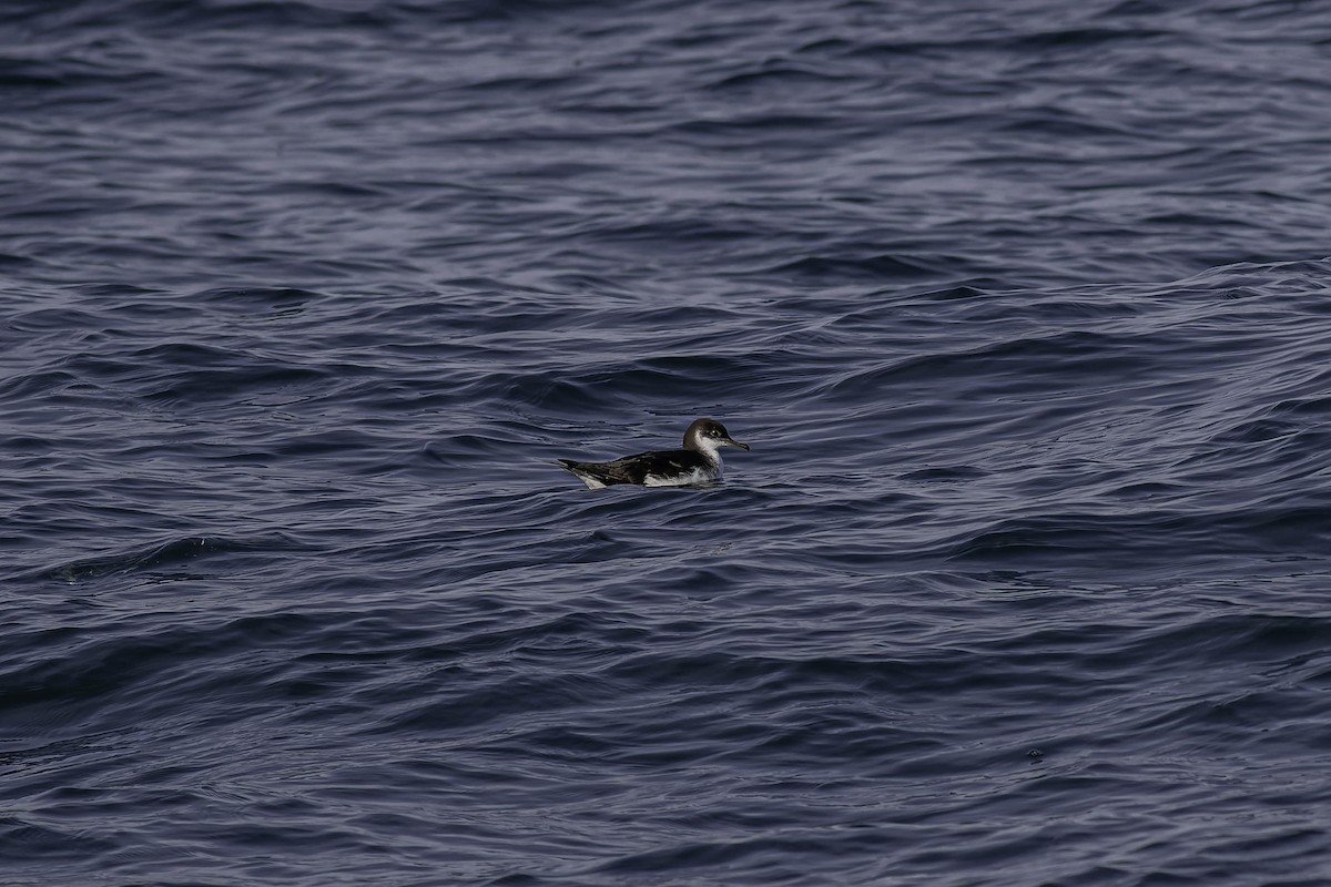 Manx Shearwater - ML646923886