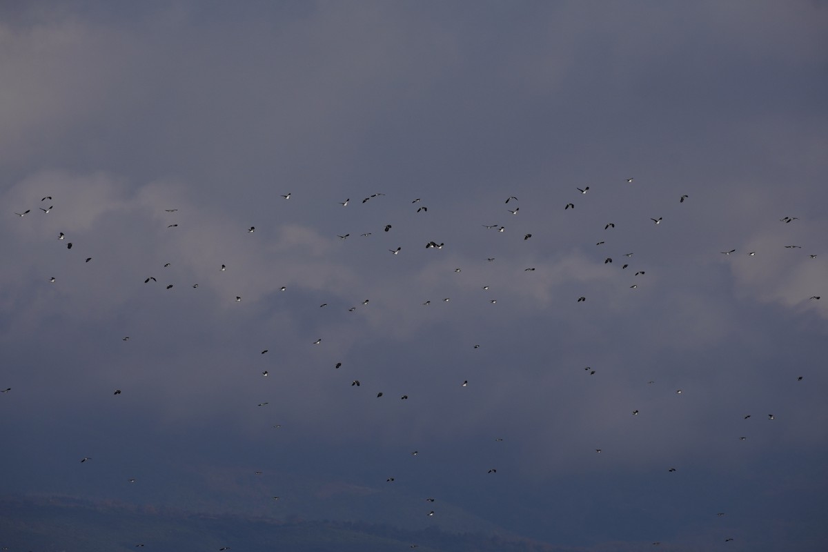 Northern Lapwing - ML646923887