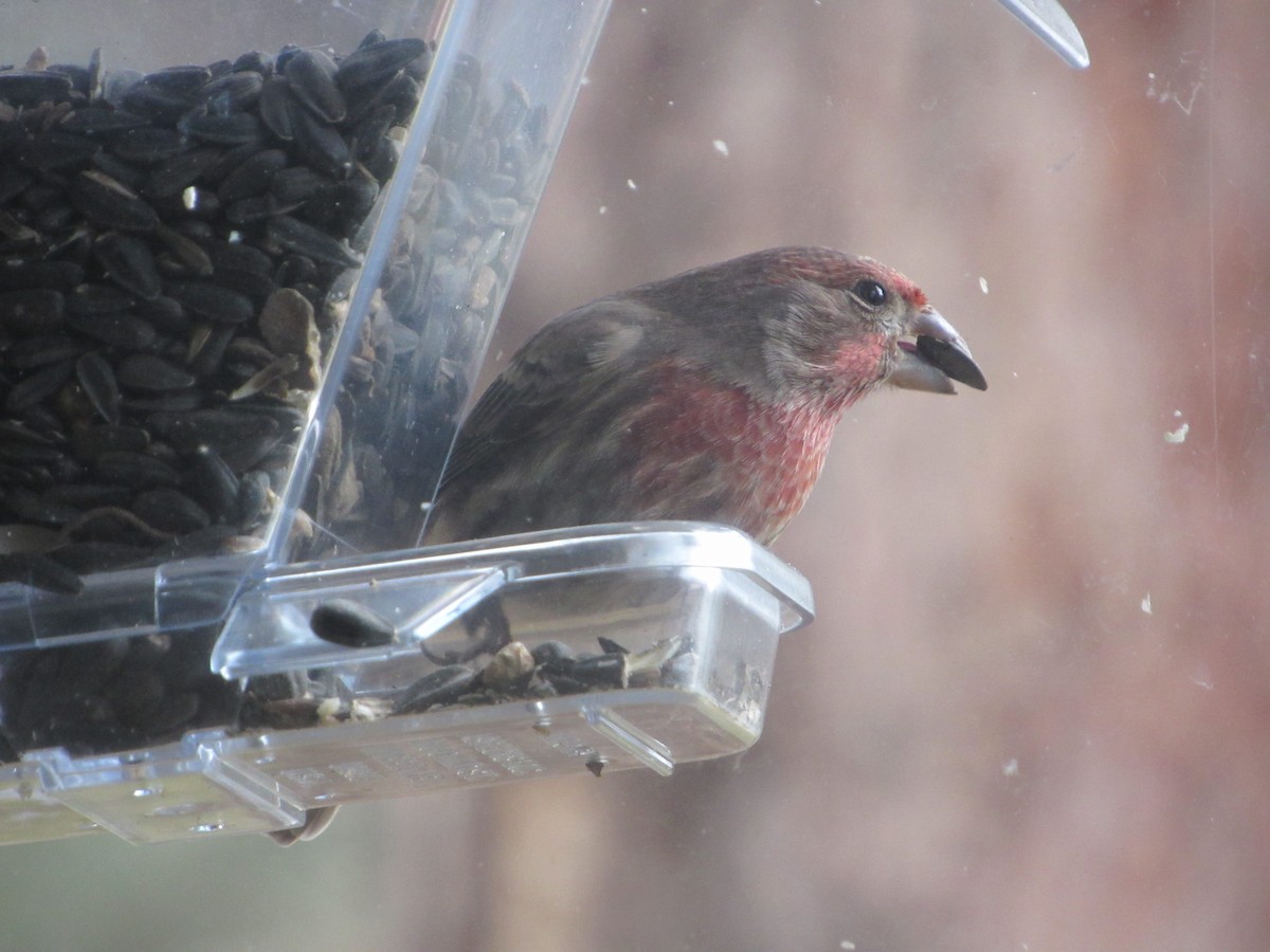 House Finch - ML646923888