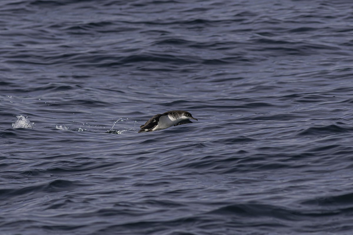 Manx Shearwater - ML646923889
