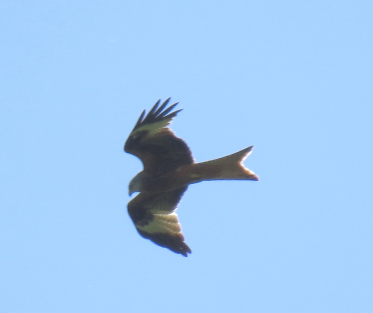 Red Kite - ML646923891