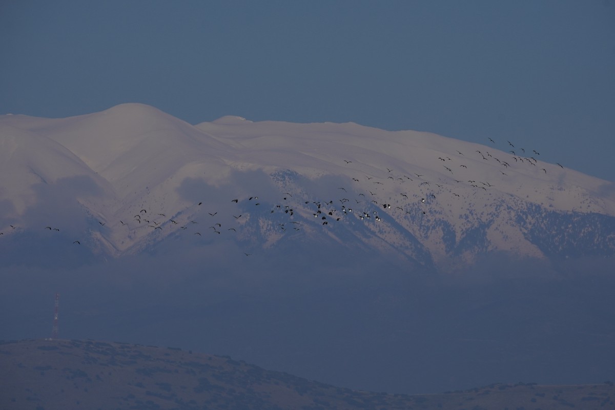 Northern Lapwing - ML646923892