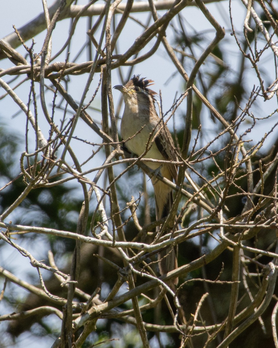 Striped Cuckoo - ML646923893