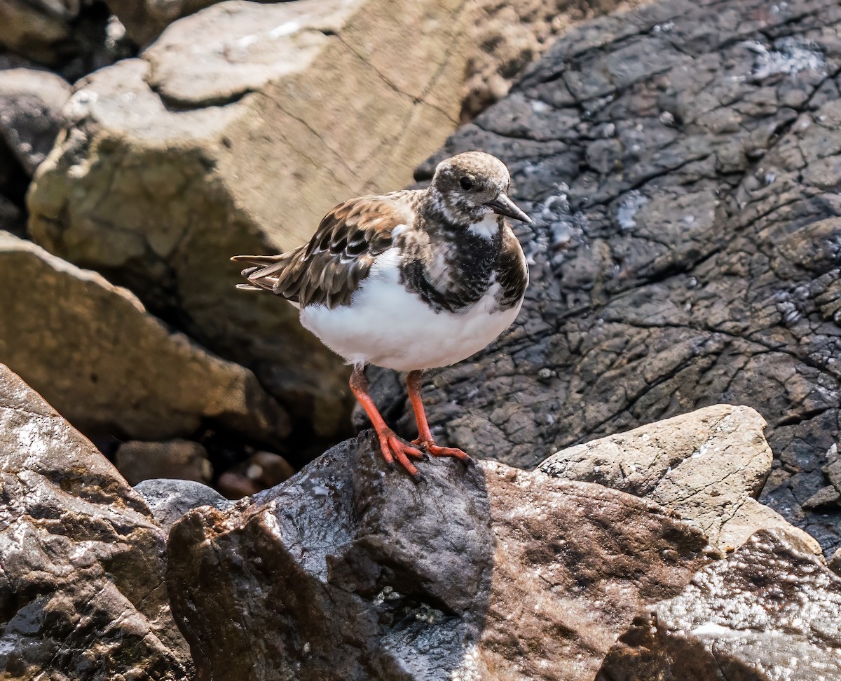 Ruddy Turnstone - ML646923894