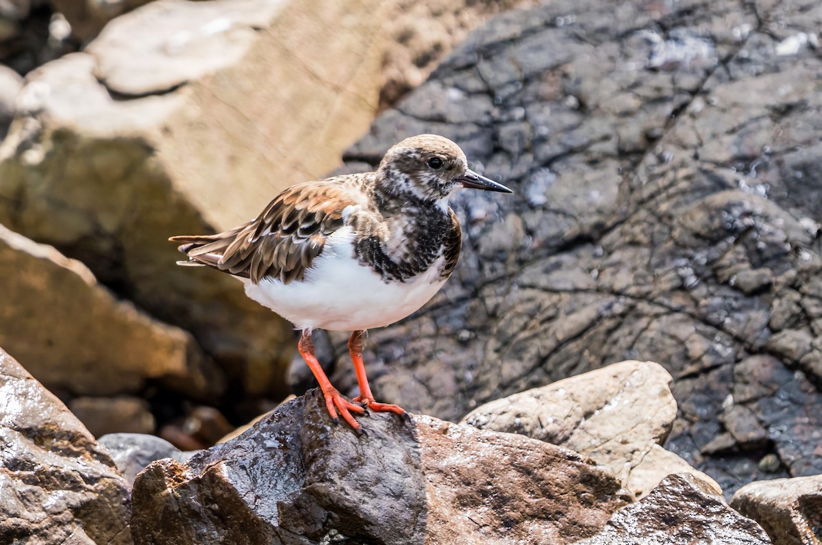 Ruddy Turnstone - ML646923895