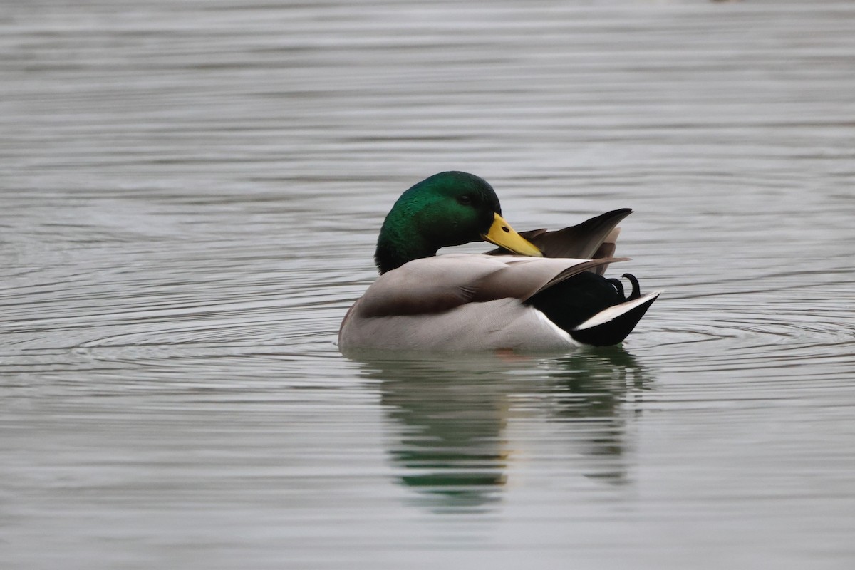 Mallard - ML646923898