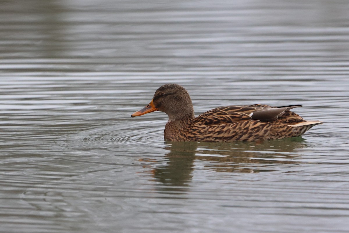 Mallard - ML646923899