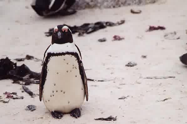 African Penguin - ML646923900