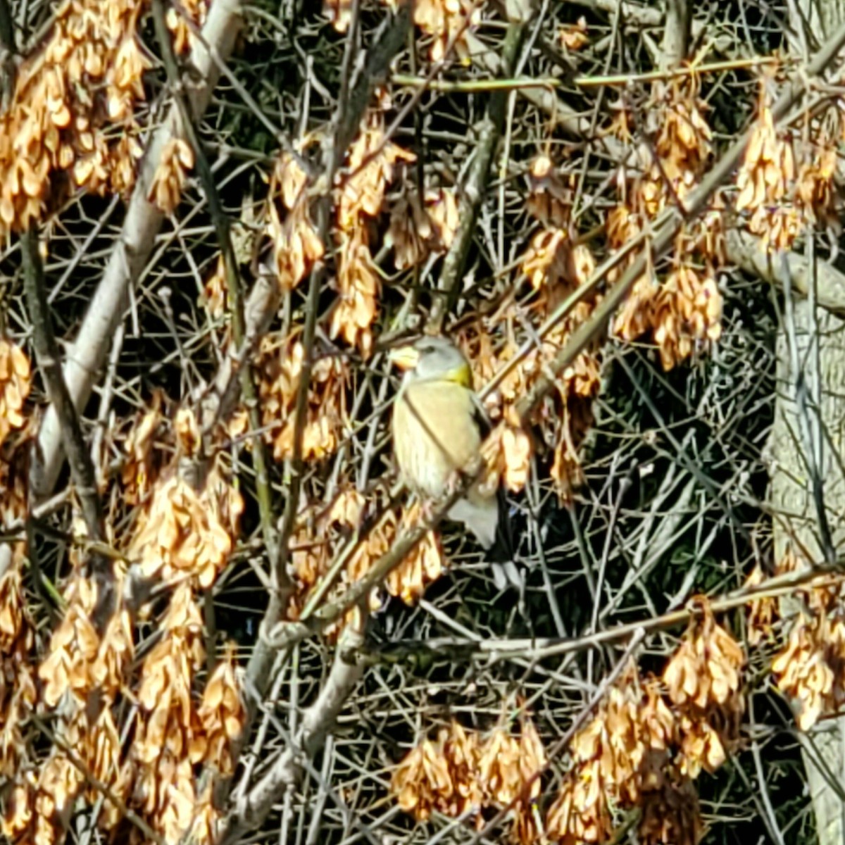 Evening Grosbeak - ML646923901