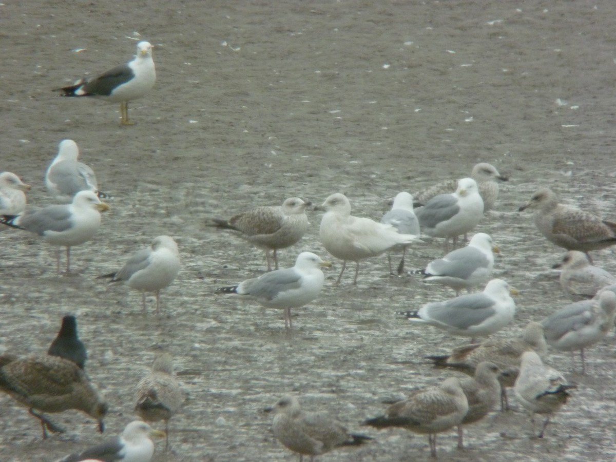 Iceland Gull - ML646923903