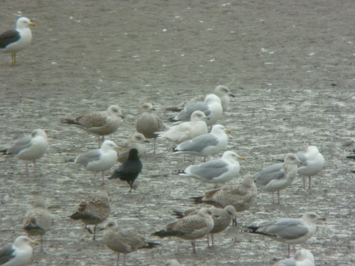 Iceland Gull - ML646923904