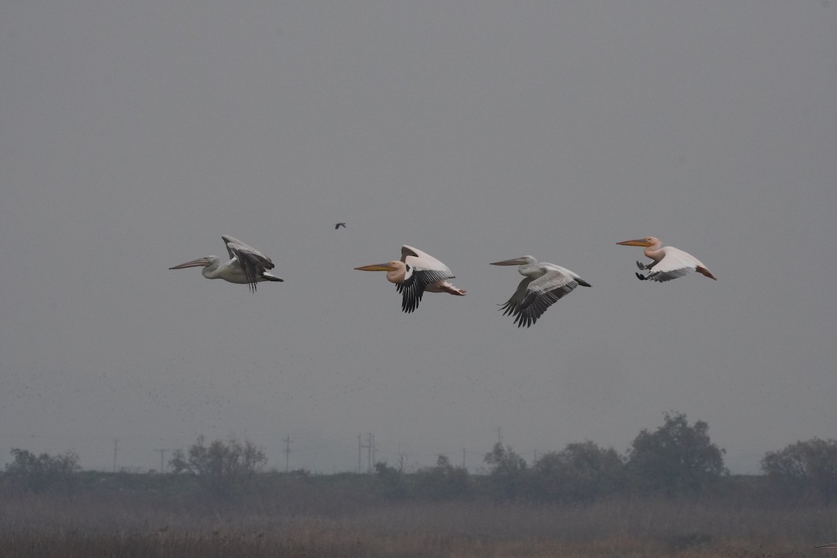 白鵜鶘 - ML646923905