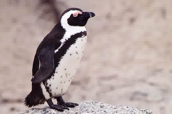 African Penguin - ML646923906