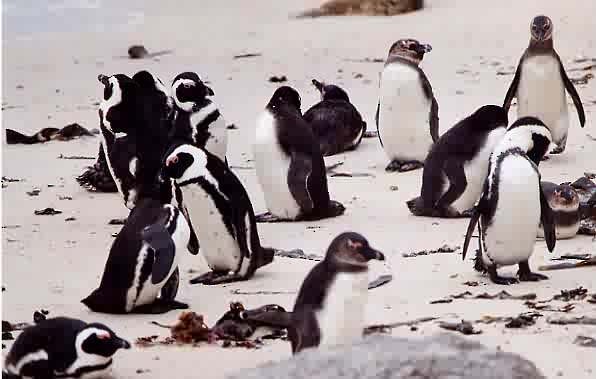 African Penguin - ML646923907