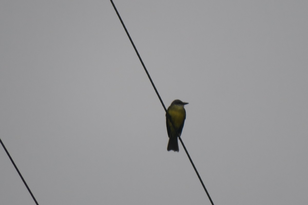 Scarlet-rumped Tanager - ML646923911