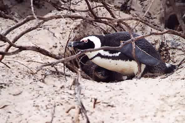 African Penguin - ML646923912