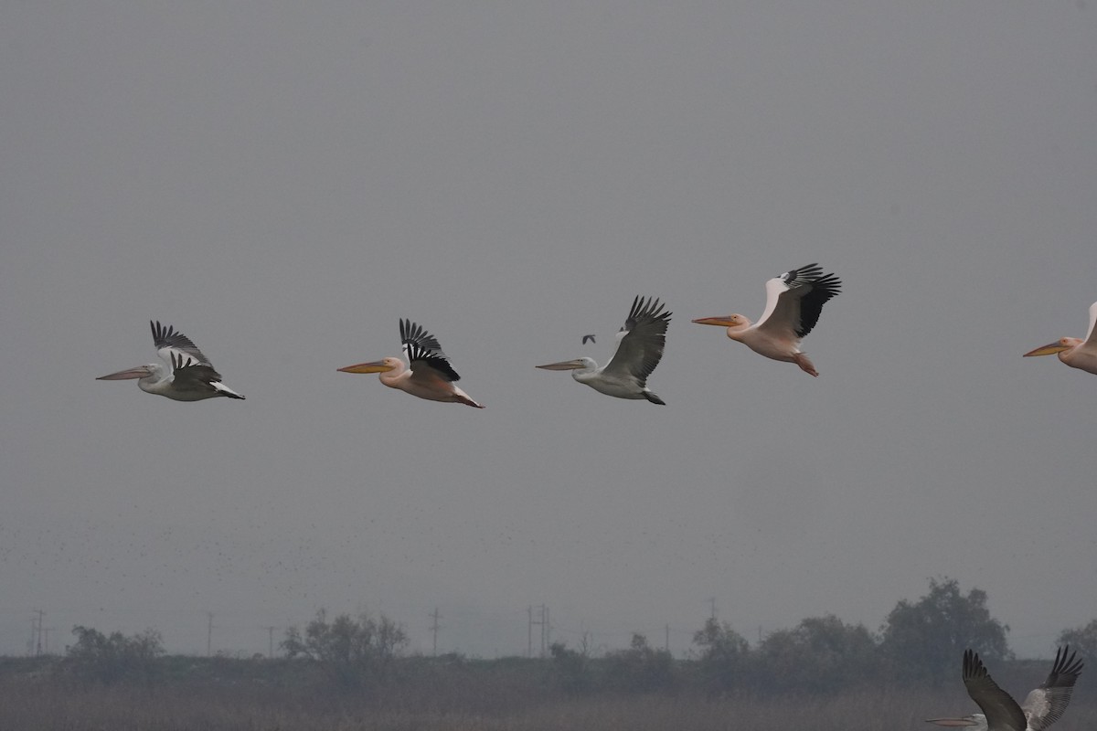 白鵜鶘 - ML646923913