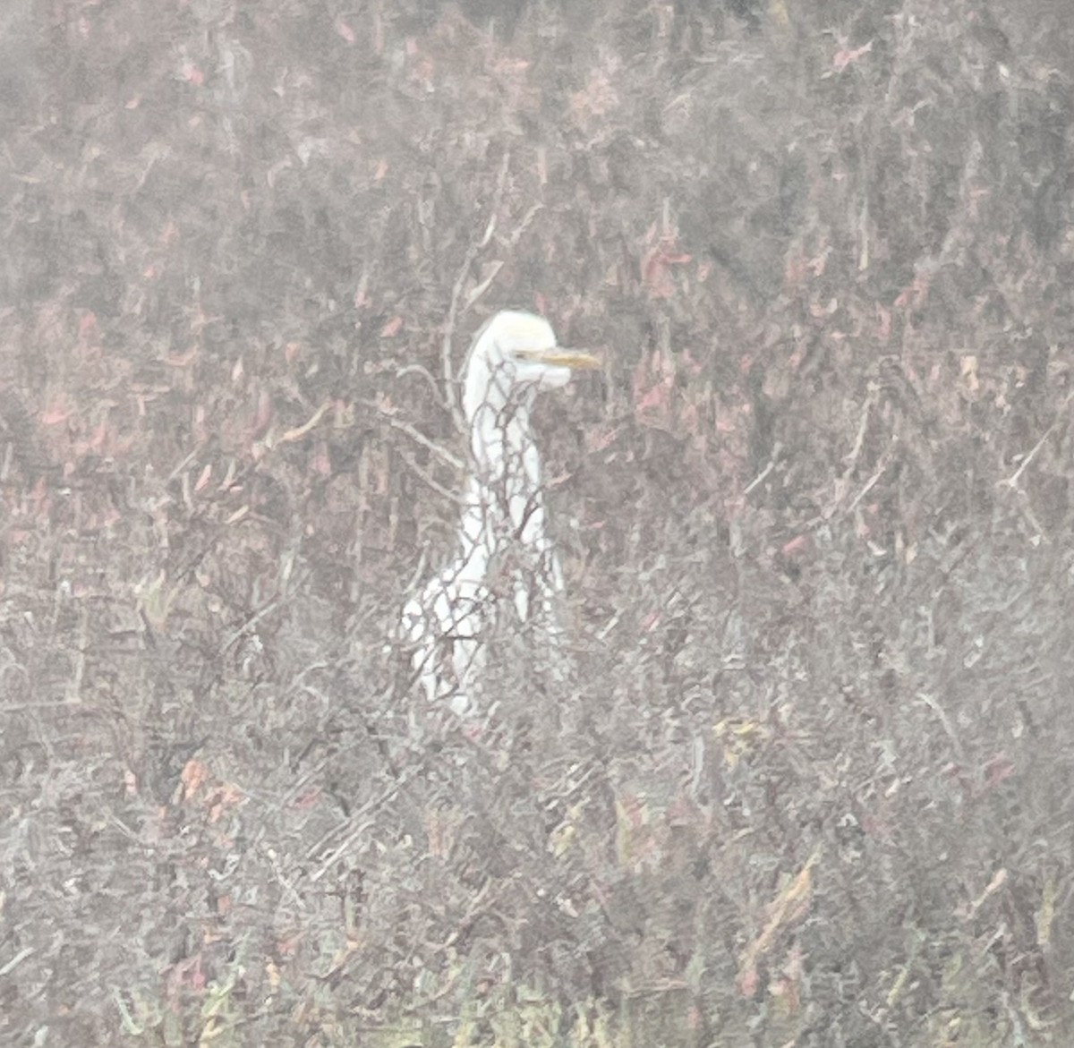 אנפית בקר מערבית - ML646923916