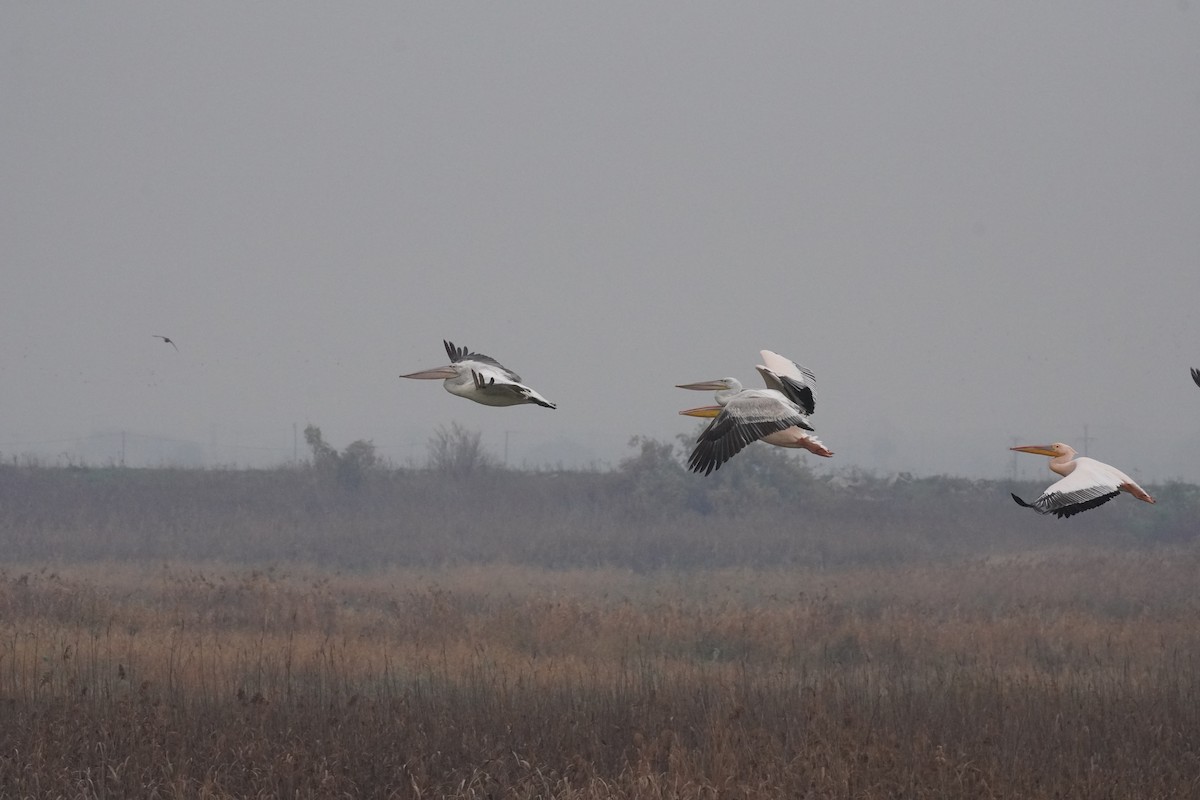 白鵜鶘 - ML646923917