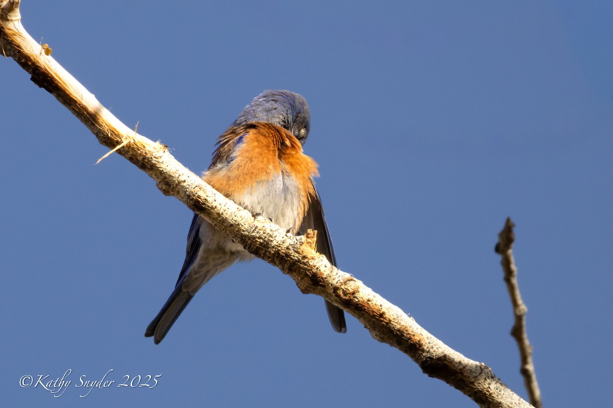Western Bluebird - ML646923930
