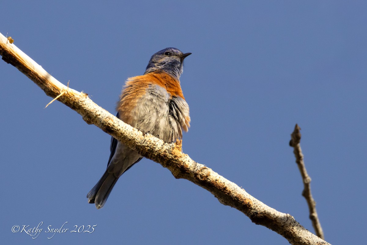 Western Bluebird - ML646923931