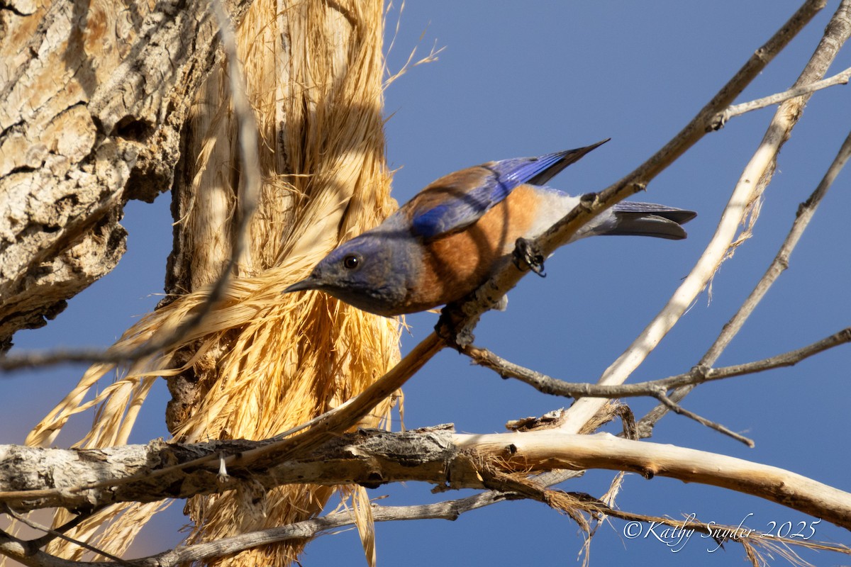 Western Bluebird - ML646923932