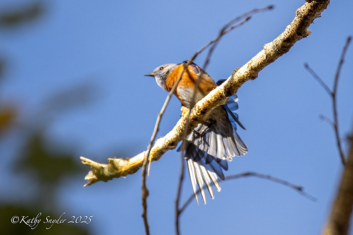 Western Bluebird - ML646923933